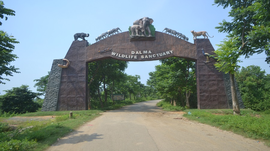 Rare ‘African Sanjeevani’ Found in Jamshedpur’s Dalma Forests: A Natural Cure for Diabetes and Arthritis