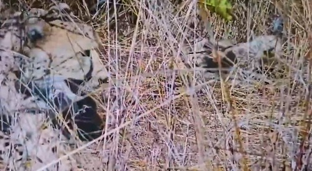 Project Cheetah Success: Namibian Cheetah Aasha Gives Birth to 5 Cubs at Kuno