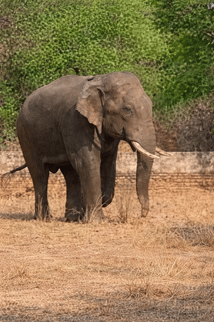Wild Elephant Kills Man in Ranchi; Panic Grips Ratu | The Avenue Mail